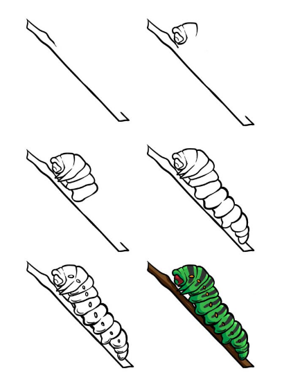 How to Draw A Caterpillar